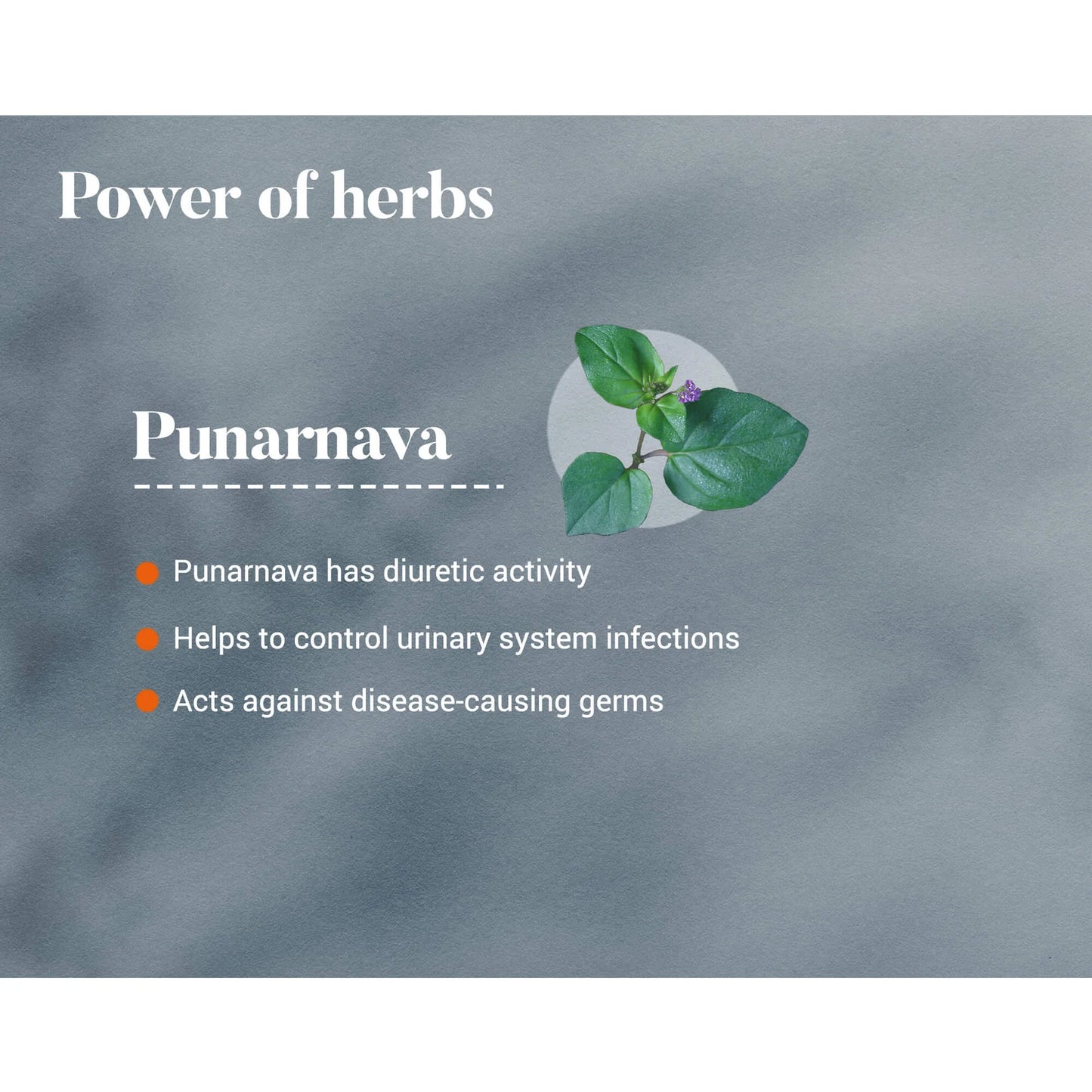 Promotional graphic about Punarnava with text and a plant icon on a gray background