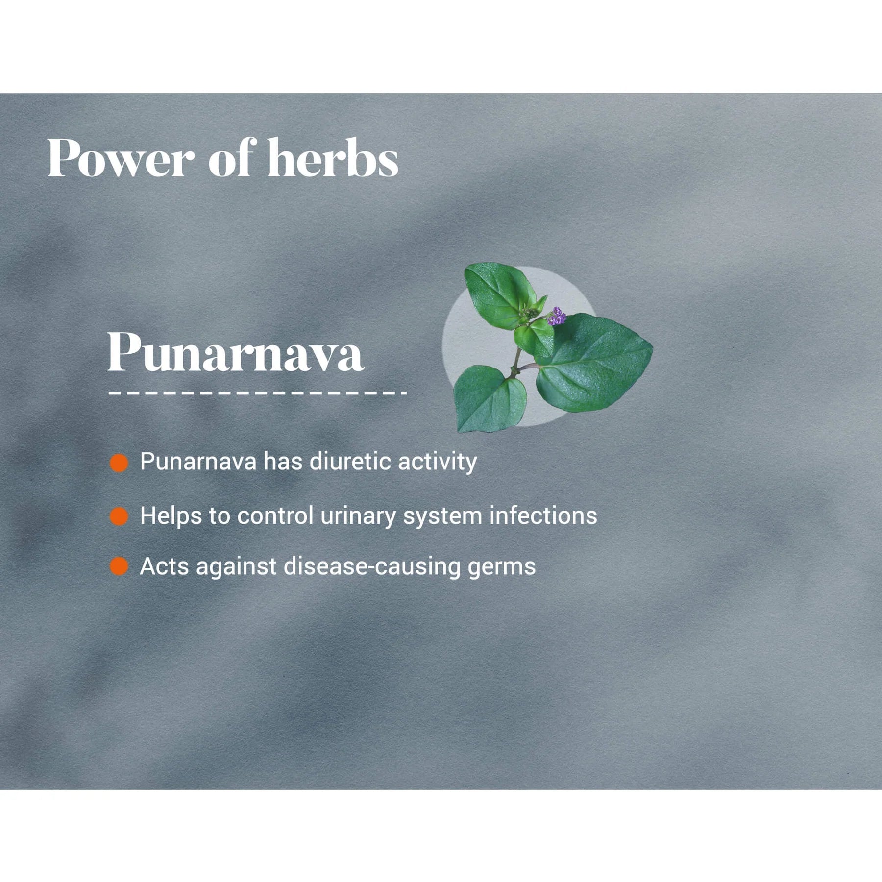 Punarnava 60 Tablets